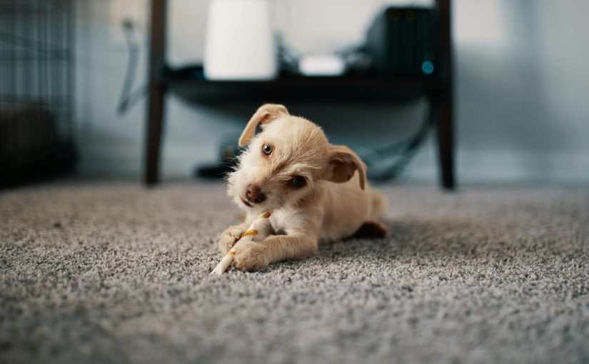 Why San Antonio Homeowners Gain So Much from Regular Carpet Cleaning